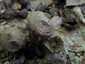 Bimbós pöfeteg (Lycoperdon perlatum), Mátra